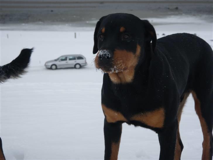 Rottweiler Noa Andersen billede 10