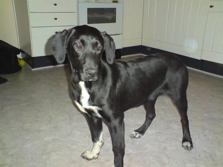 Labrador retriever / Gammel Dansk Hønsehund billede 9