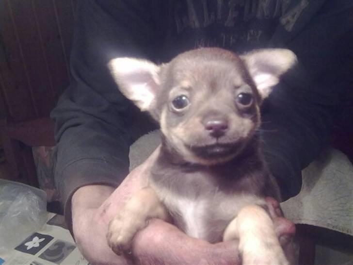 Chihuahua nadia - nyt foto fra i dag den 6/12 2010 billede 19