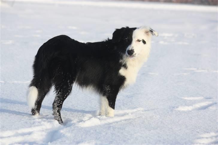 Border collie Calvin billede 11