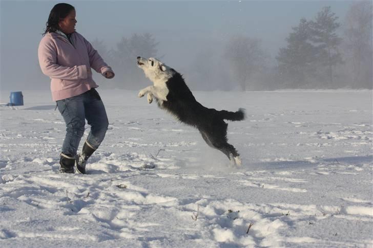 Border collie Calvin billede 12