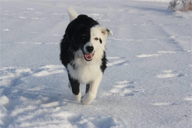 Border collie Calvin billede 13