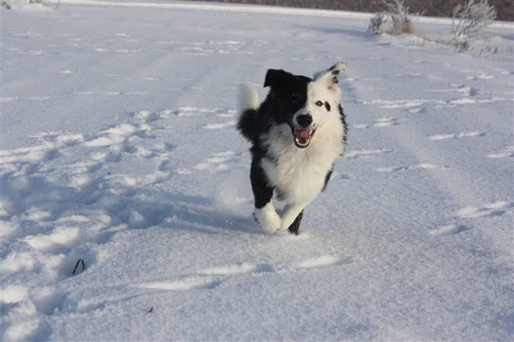 Border collie Calvin billede 14