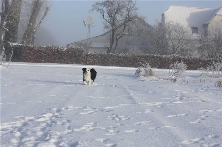 Border collie Calvin billede 15