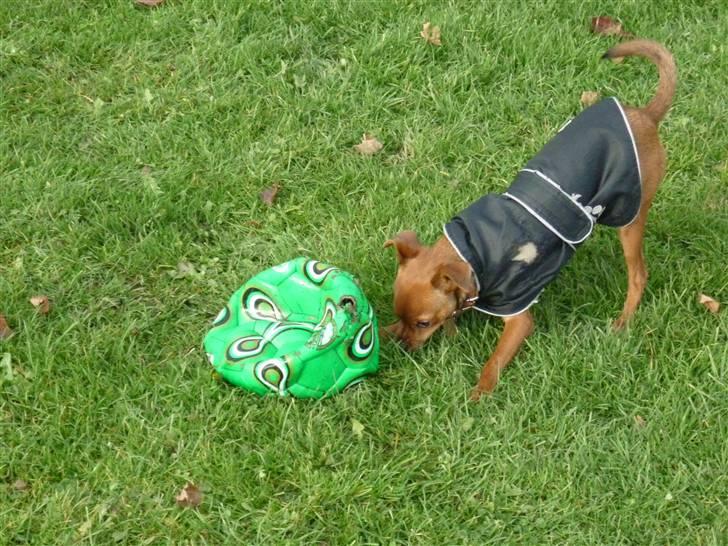 Dvaergpinscher Charlie Brown billede 19