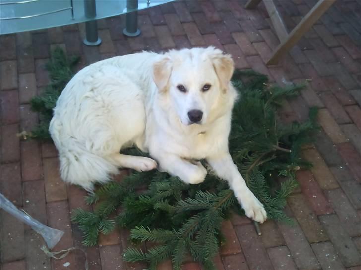 Blanding af racer Buddie [solgt] - Buddie sys det var koldt på jorden, så han lagde sig oveni grannet (: billede 14