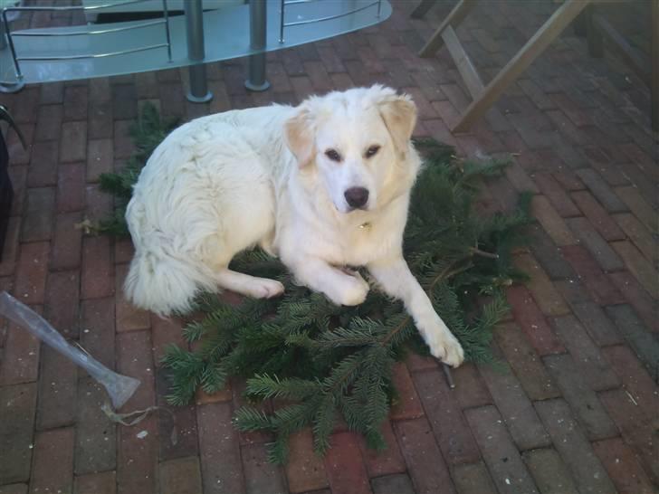 Blanding af racer Buddie [solgt] - Buddie ligger på en bunke gran (: billede 15