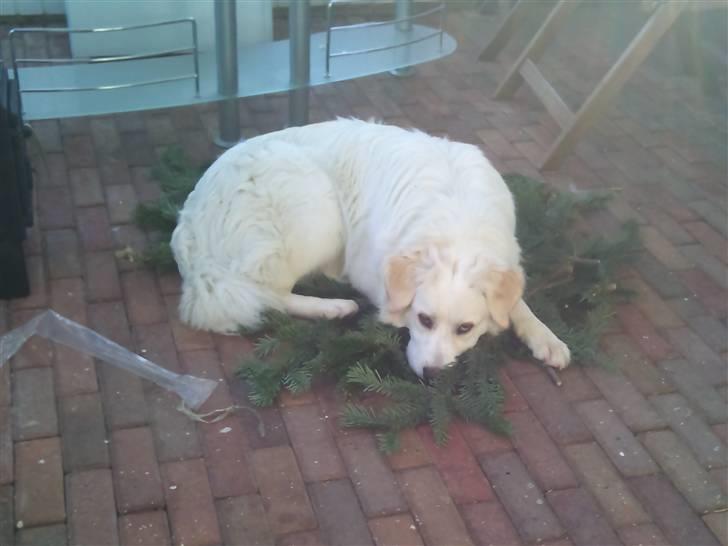 Blanding af racer Buddie [solgt] - ´Så kær han er (: billede 16