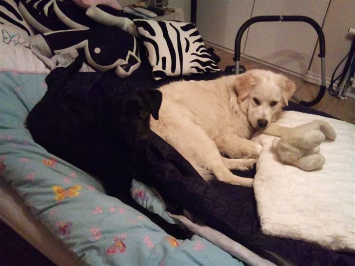 Blanding af racer Buddie [solgt] - Buddie &´ Malou.. Efter 3 timers konstant aktivitet udenfor i sneen 2010 (: billede 17