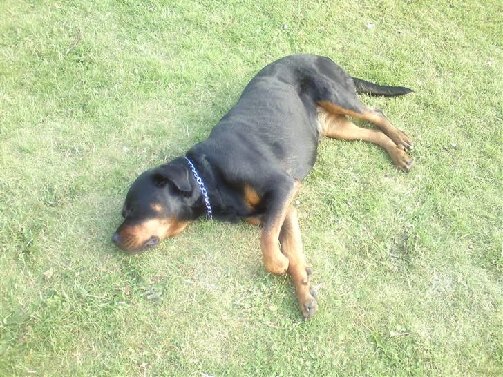 Rottweiler Ayla - Hun nyder det dejlige vejr og elsker at småsove billede 1