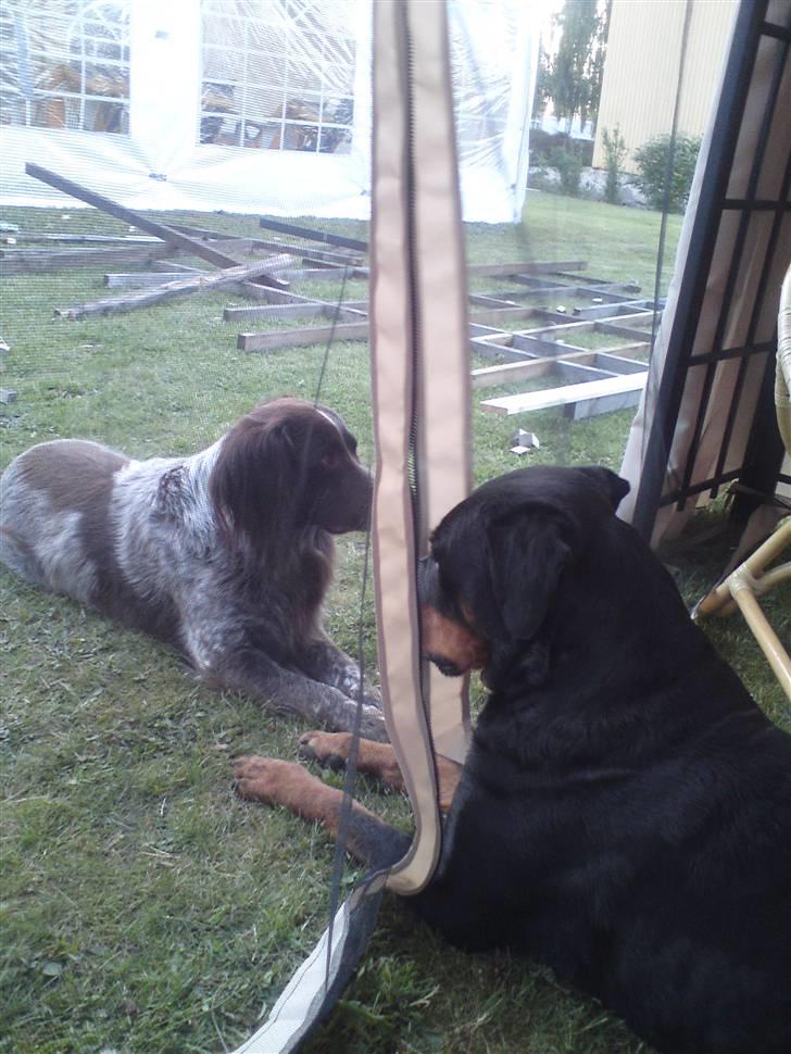 Rottweiler Ayla billede 2