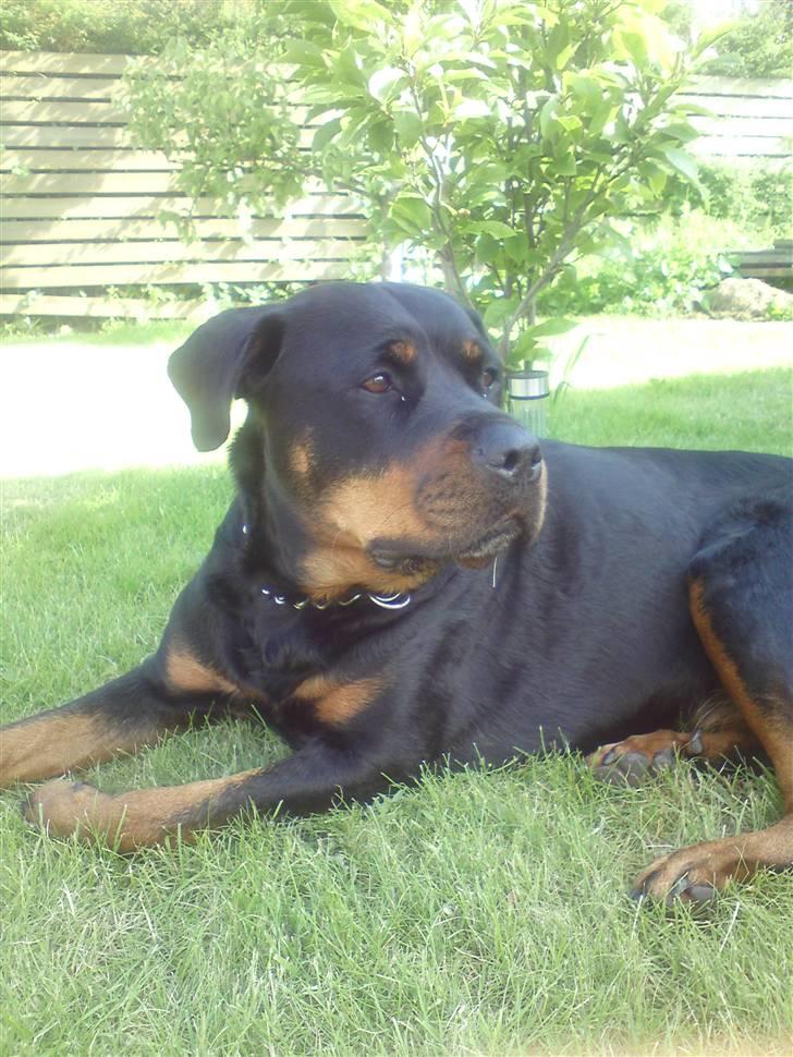 Rottweiler Ayla billede 3