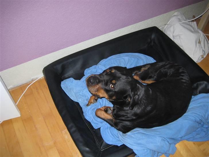 Rottweiler Ayla billede 4
