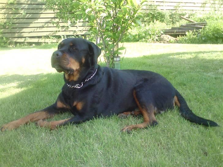 Rottweiler Ayla billede 5