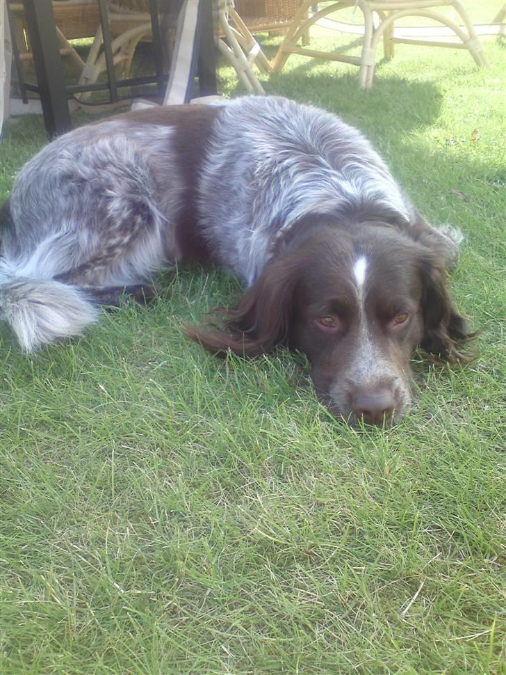 Blanding af racer Alando billede 1