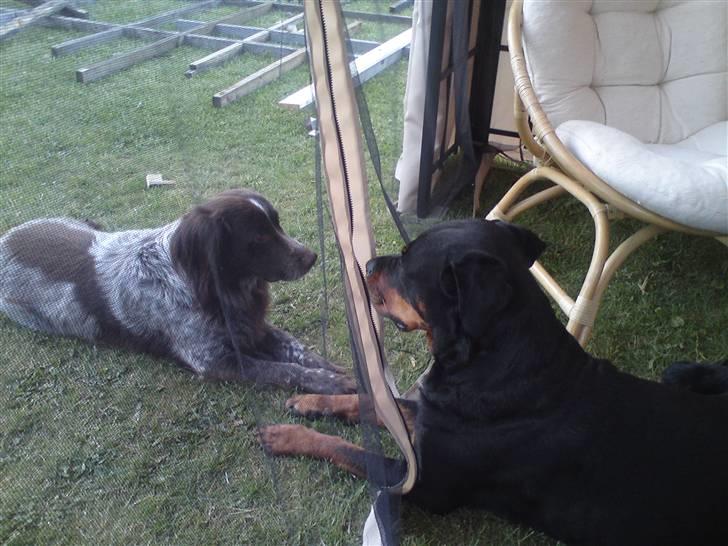 Blanding af racer Alando billede 2