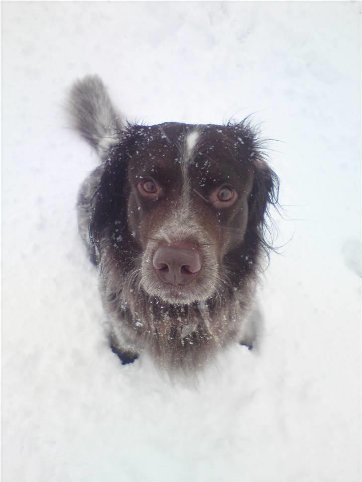 Blanding af racer Alando billede 3