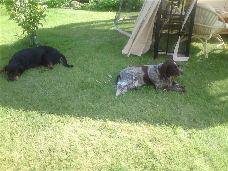 Blanding af racer Alando billede 4