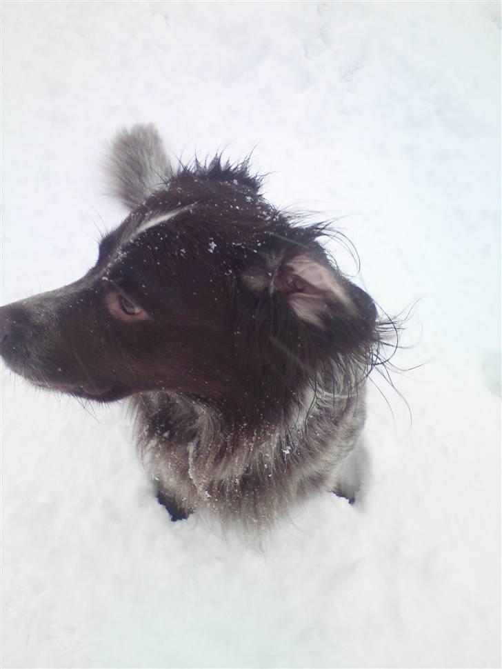 Blanding af racer Alando billede 5