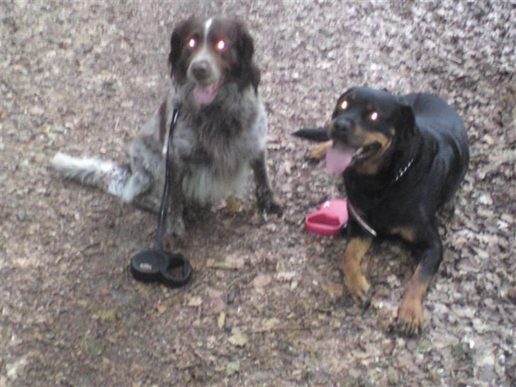 Blanding af racer Alando billede 6