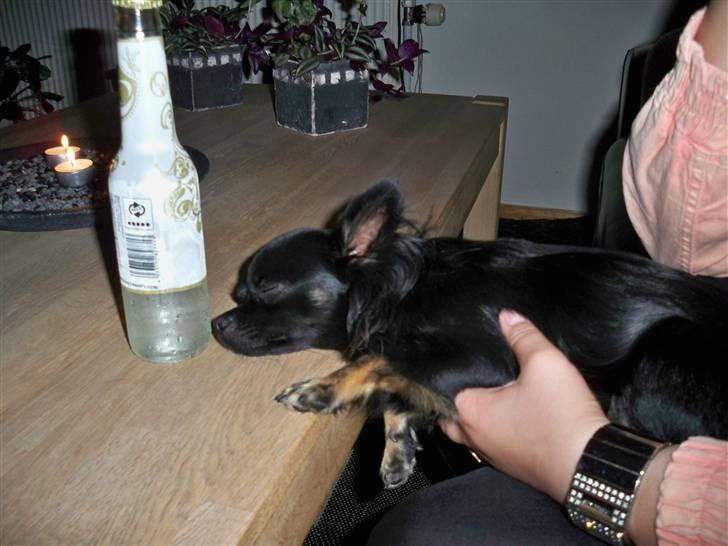 Chihuahua Lady - Det ser lidt forkert ud...... Lady blev skisme træt :b billede 10