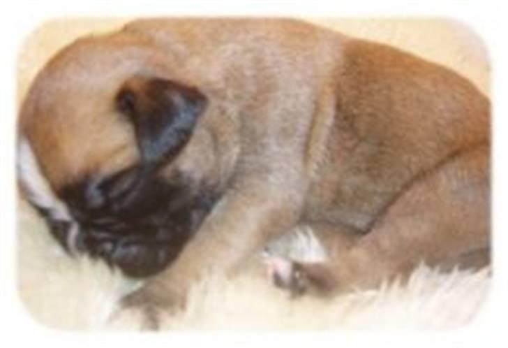 Boxer Djarko - 1½ uge. Vægt 718 gr. billede 1