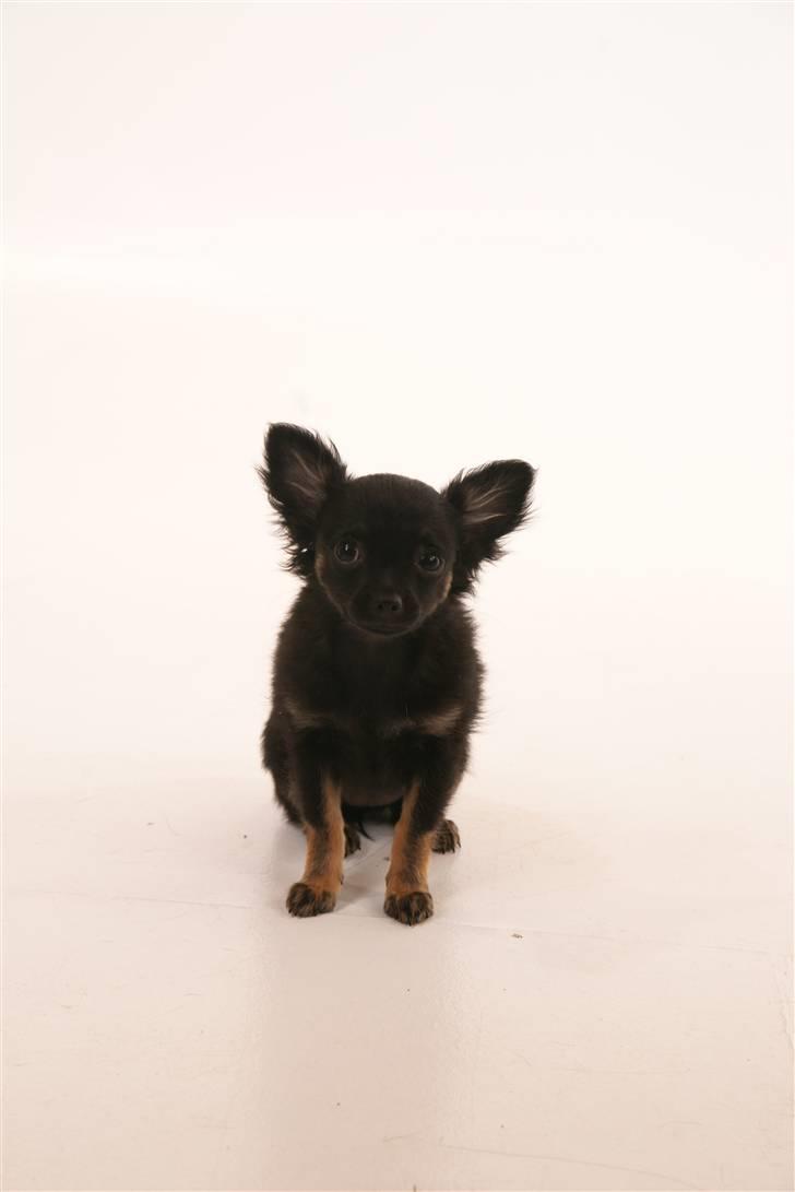 Chihuahua Lady - baby-Lady til modelfoto hos Click billede 12