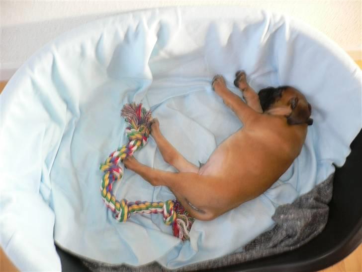 Boxer Djarko - 24.01.10 billede 2