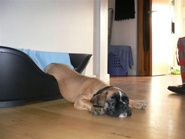 Boxer Djarko - 25.01.10 billede 3