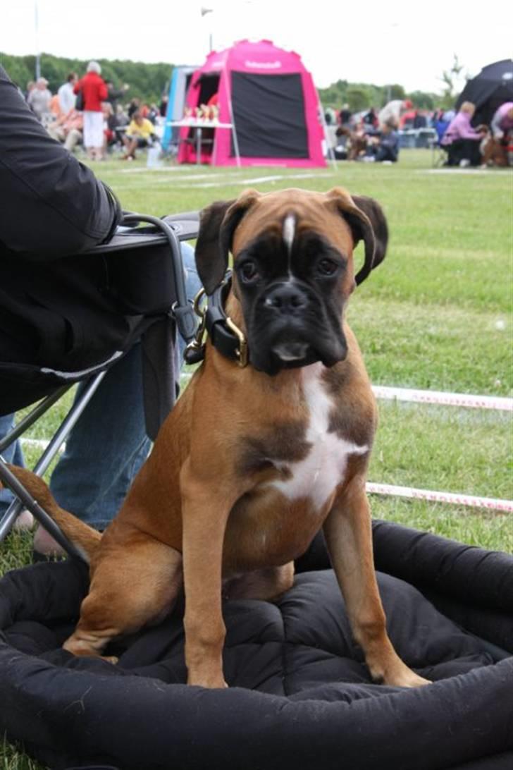 Boxer Djarko billede 4