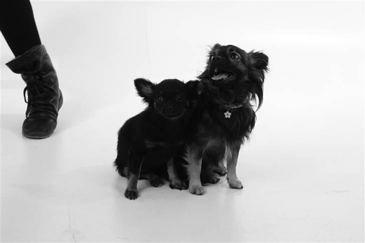 Chihuahua Lady - baby-Lady & Bror-Blackie til modelfoto hos Click billede 13