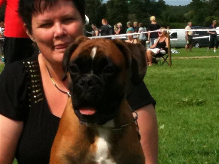 Boxer Djarko billede 5