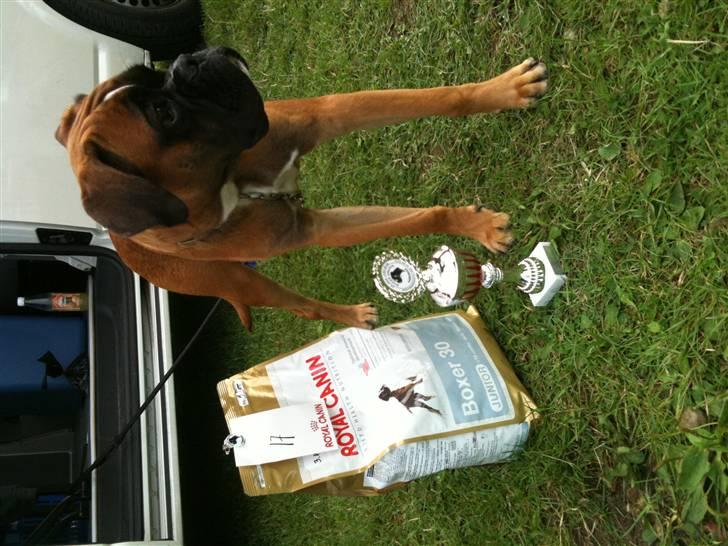 Boxer Djarko billede 6