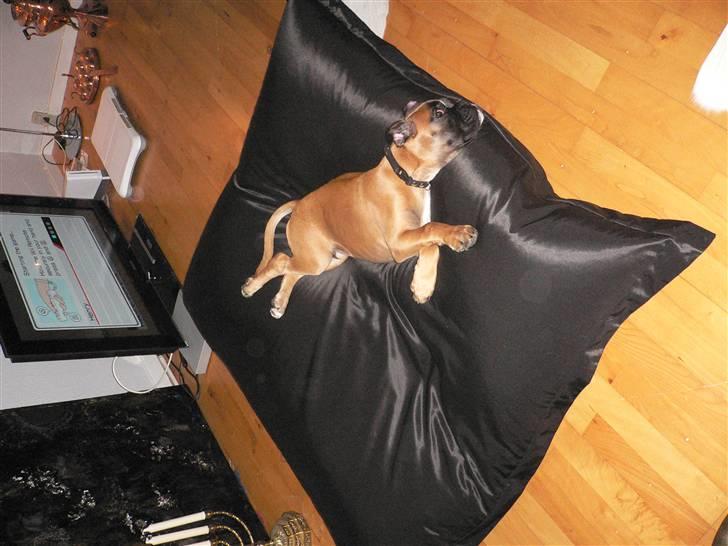 Boxer Djarko billede 7