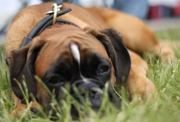 Boxer Djarko billede 8