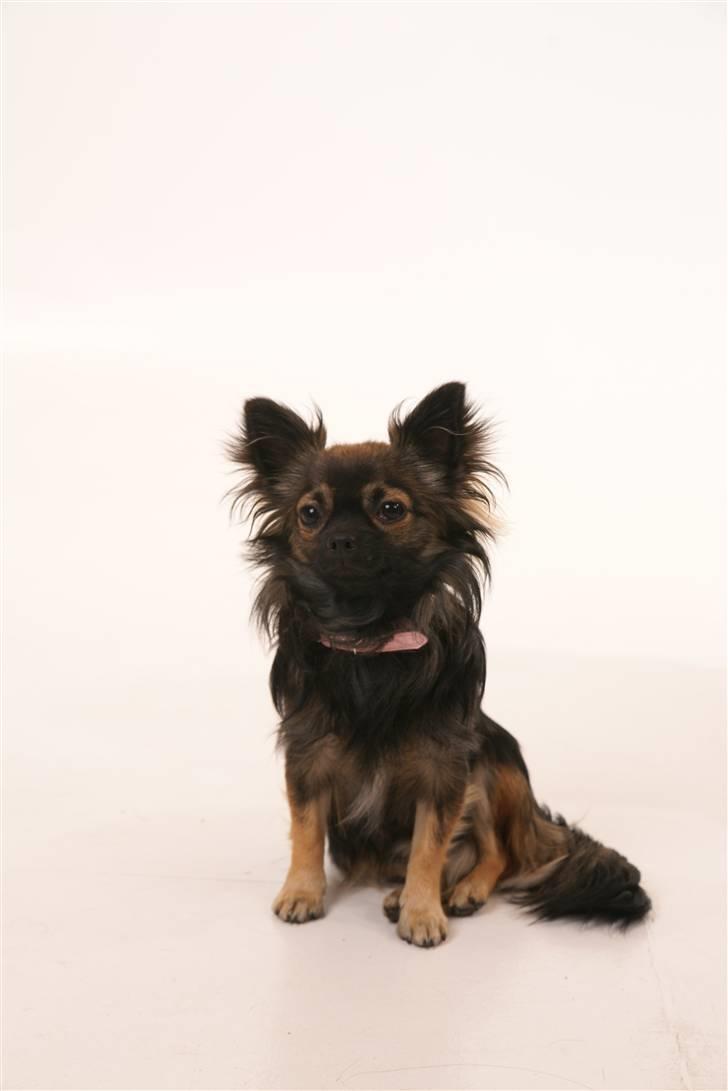 Chihuahua Blackie - Blackie til modelfoto ved Click billede 1