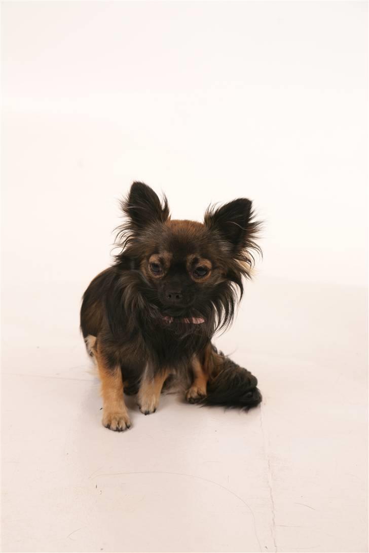 Chihuahua Blackie - Blackie til modelfoto ved Click. billede 2