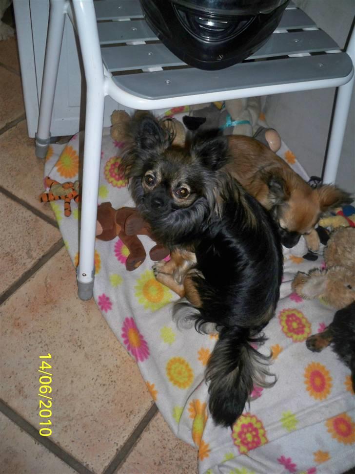 Chihuahua Blackie billede 3