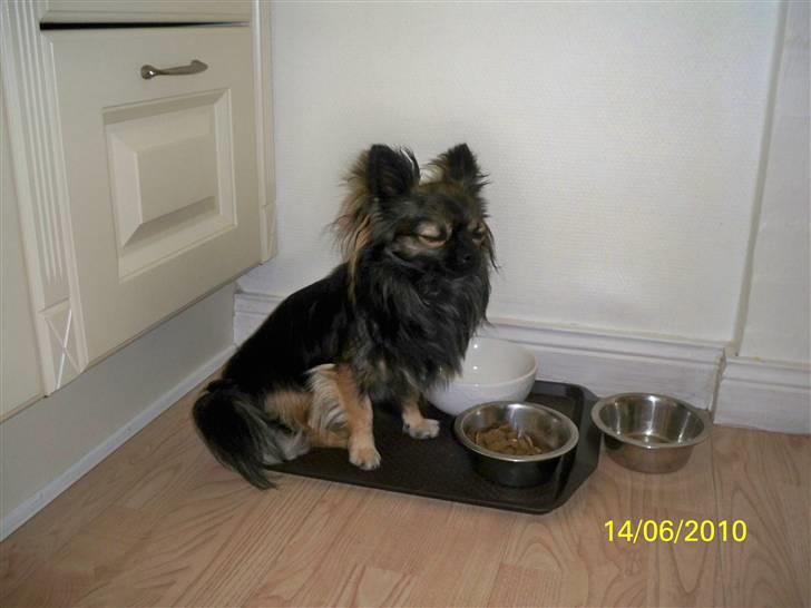 Chihuahua Blackie - MAD ...kom nu billede 4