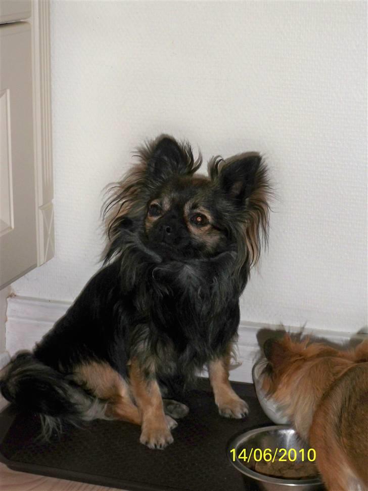 Chihuahua Blackie - er det nu? billede 5