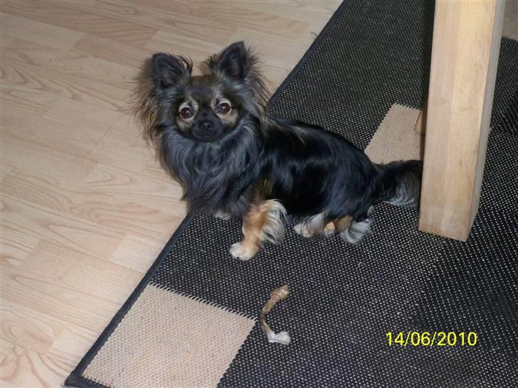 Chihuahua Blackie billede 6