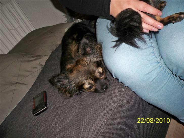 Chihuahua Blackie - ååhh. billede 7