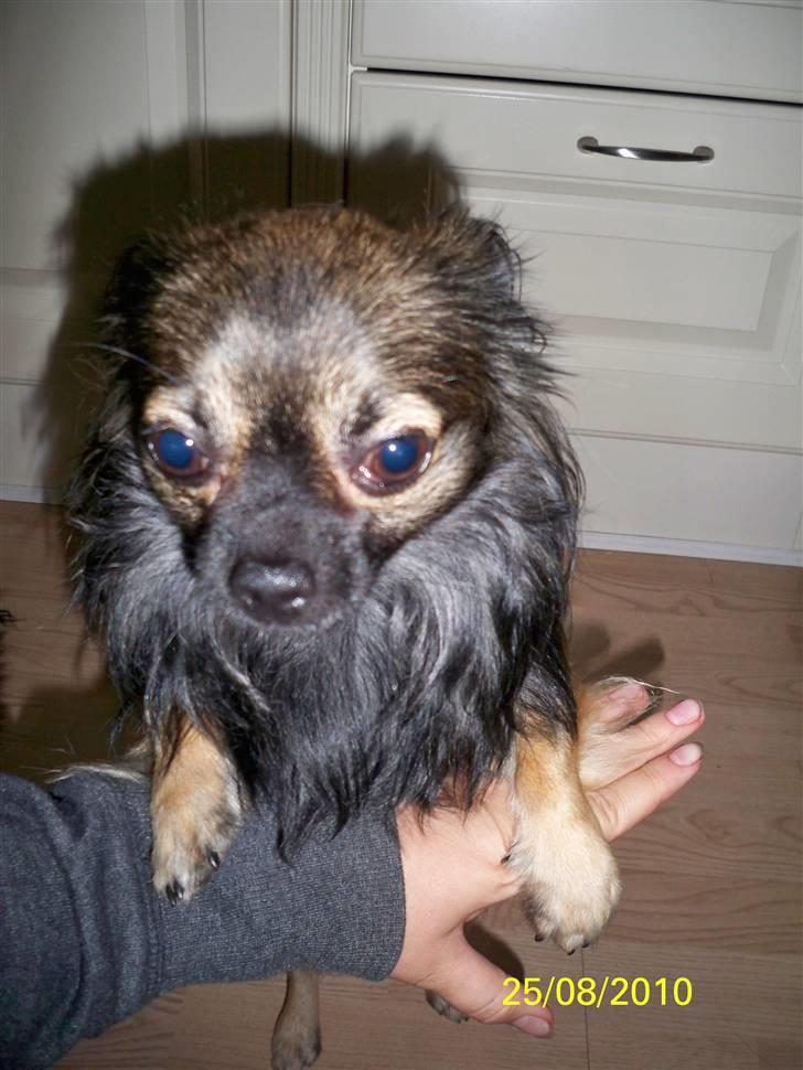 Chihuahua Blackie billede 8