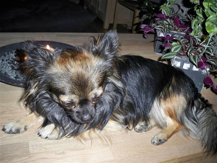 Chihuahua Blackie - Ligger gerne på bordet billede 9