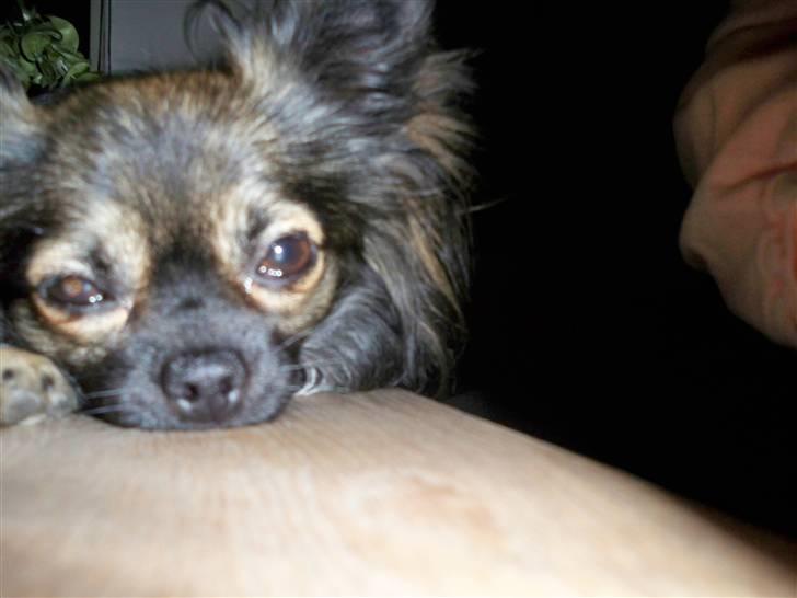 Chihuahua Blackie billede 10