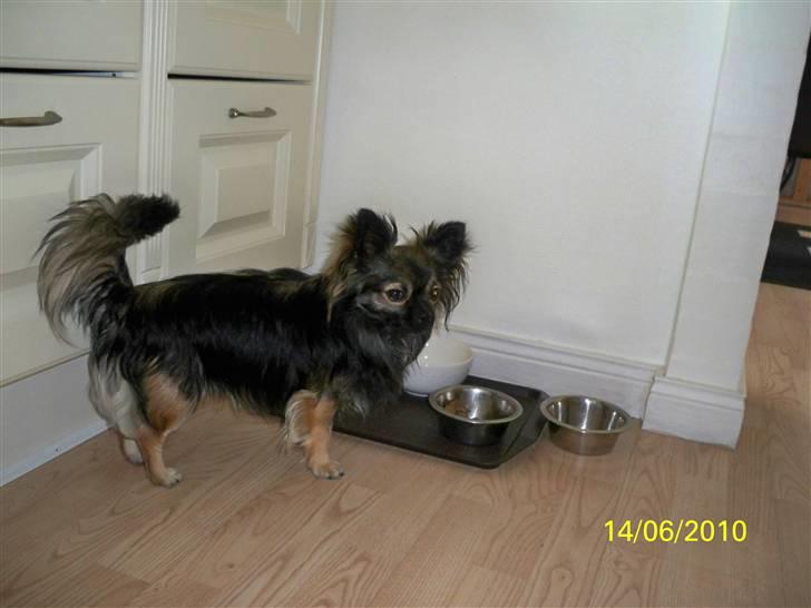 Chihuahua Blackie billede 11