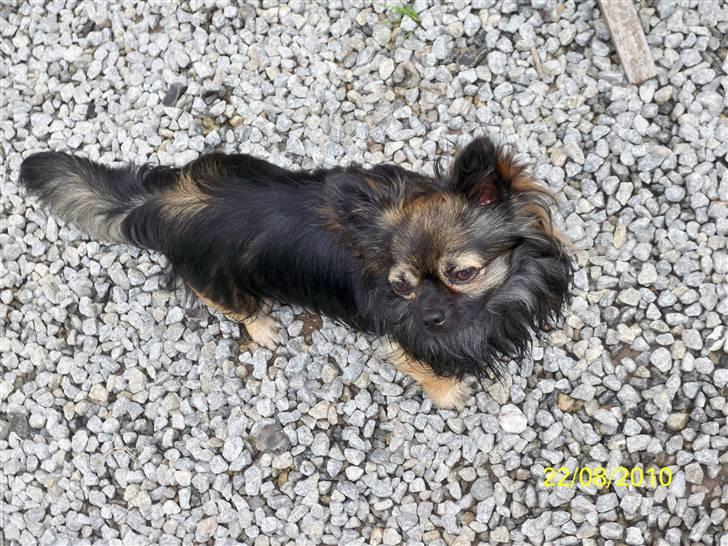 Chihuahua Blackie billede 12