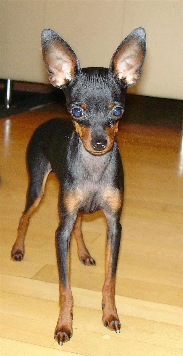 Prazsky krysarik Mickey billede 16