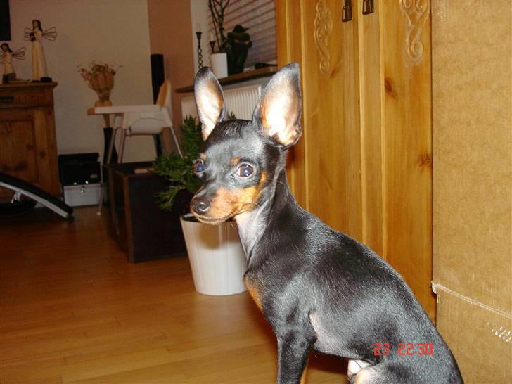 Prazsky krysarik Mickey billede 17