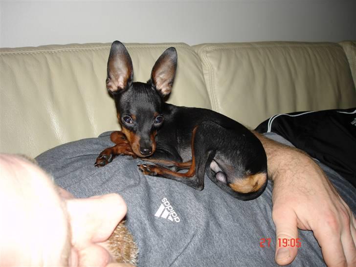 Prazsky krysarik Mickey billede 18